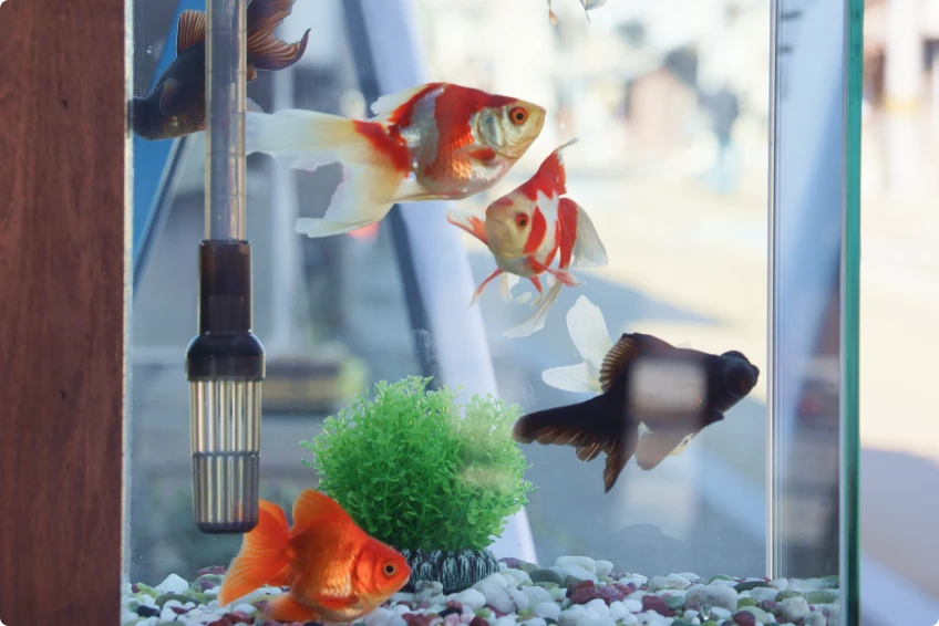 金魚が泳いでいる水槽の写真